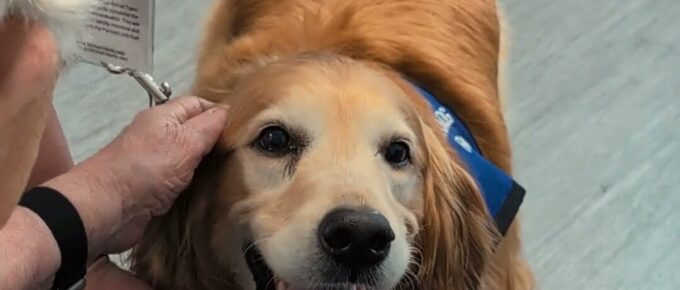 Rosie the therapy dog visiting residents at Brookstone Terrace of Greensboro