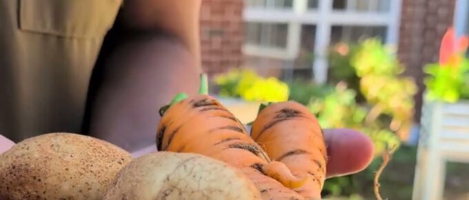 Fresh potatoes and carrots harvested from the resident garden at Brookstone Terrace of Greensboro, NC